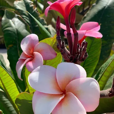 Alma Calma Rural Отель