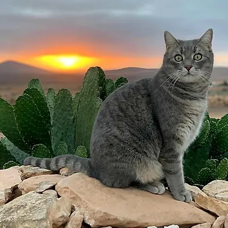 Alma Calma Rural מלון טינדאיה
