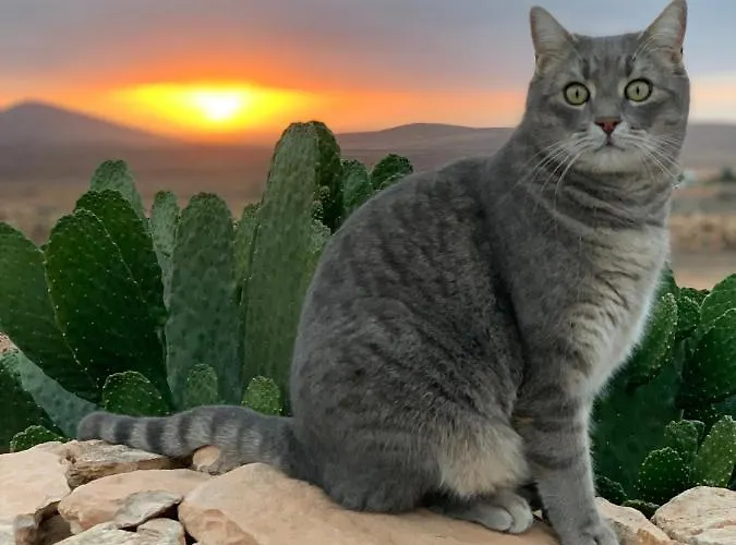 Alma Calma Rural * Tindaya